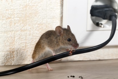 Pest Control in Harold Wood, Harold Hill, Noak Hill, RM3. Call Now! 020 8166 9746