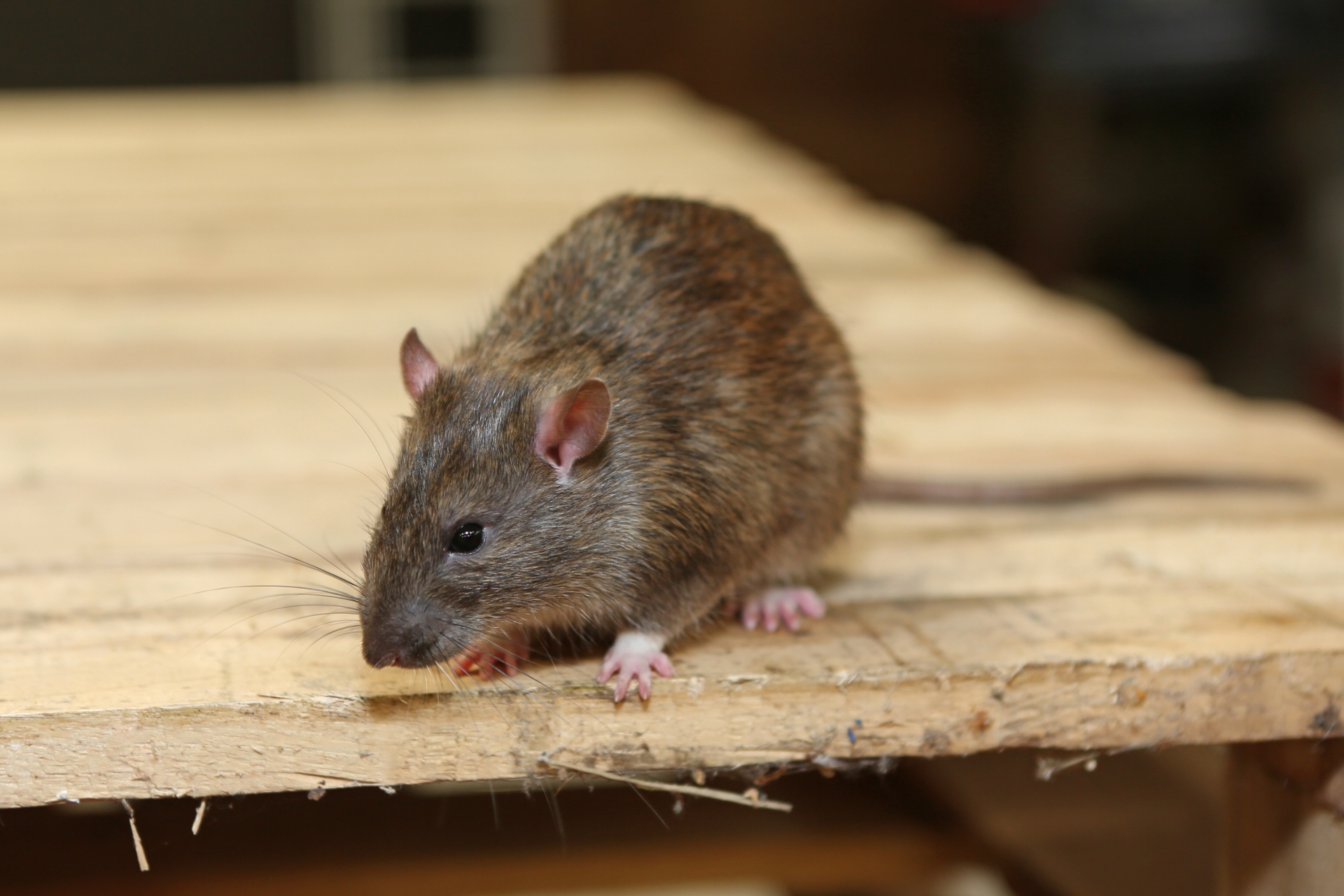 Rat extermination, Pest Control in Harold Wood, Harold Hill, Noak Hill, RM3. Call Now 020 8166 9746