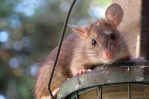 Rat Infestation, Pest Control in Harold Wood, Harold Hill, Noak Hill, RM3. Call Now 020 8166 9746