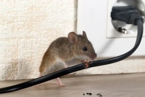 Mice Control, Pest Control in Harold Wood, Harold Hill, Noak Hill, RM3. Call Now 020 8166 9746