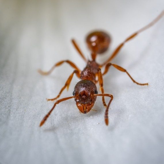 Field Ants, Pest Control in Harold Wood, Harold Hill, Noak Hill, RM3. Call Now! 020 8166 9746