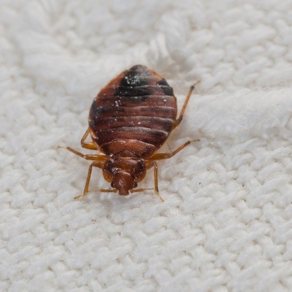 Bed Bugs, Pest Control in Harold Wood, Harold Hill, Noak Hill, RM3. Call Now! 020 8166 9746