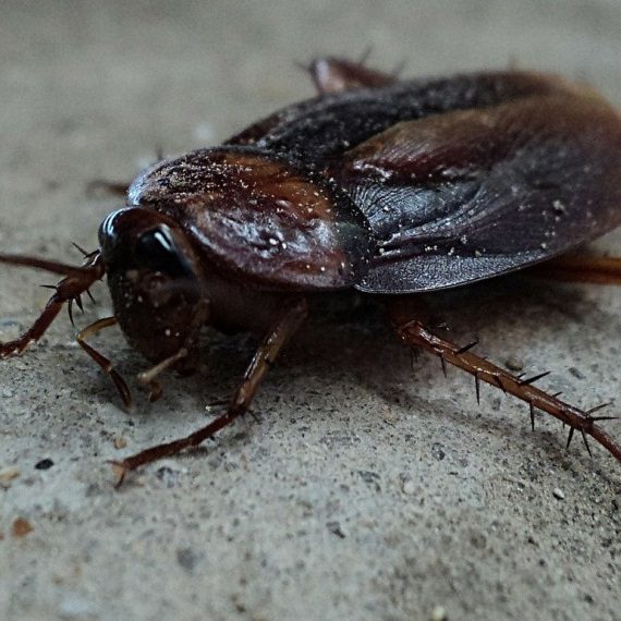 Cockroaches, Pest Control in Harold Wood, Harold Hill, Noak Hill, RM3. Call Now! 020 8166 9746