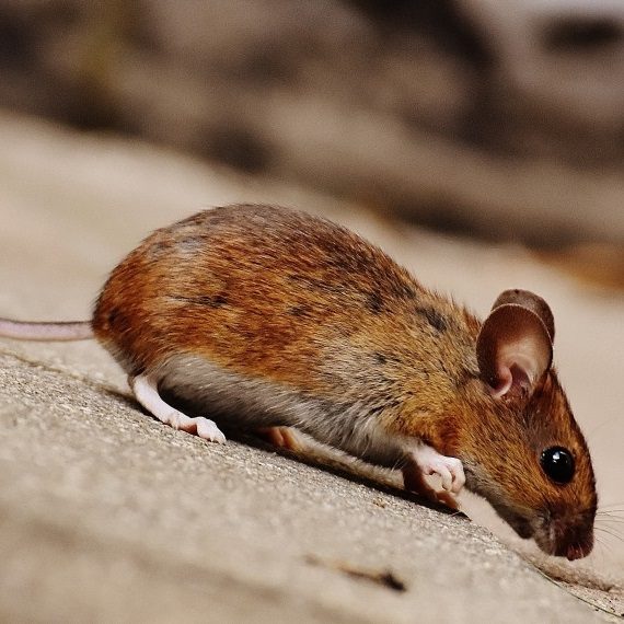 Mice, Pest Control in Harold Wood, Harold Hill, Noak Hill, RM3. Call Now! 020 8166 9746