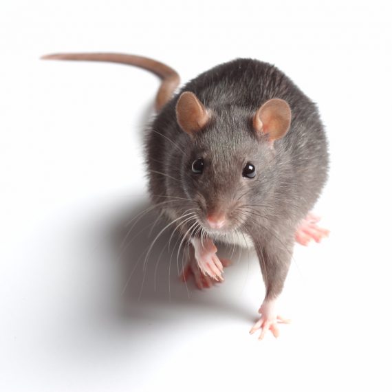 Rats, Pest Control in Harold Wood, Harold Hill, Noak Hill, RM3. Call Now! 020 8166 9746