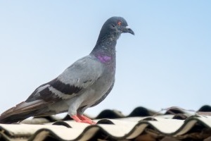 Pigeon Pest, Pest Control in Harold Wood, Harold Hill, Noak Hill, RM3. Call Now 020 8166 9746