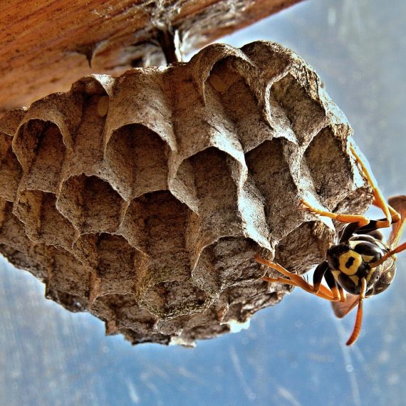 Wasps Nest, Pest Control in Harold Wood, Harold Hill, Noak Hill, RM3. Call Now! 020 8166 9746
